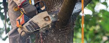 Best Tree Trimming and Pruning  in Riverdale, NJ