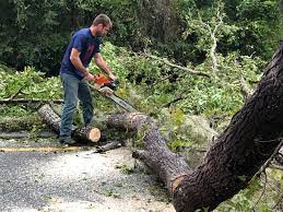 Best Tree Disease Treatment  in Riverdale, NJ