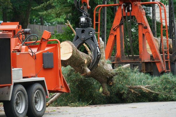 Best Storm Damage Tree Cleanup  in Riverdale, NJ