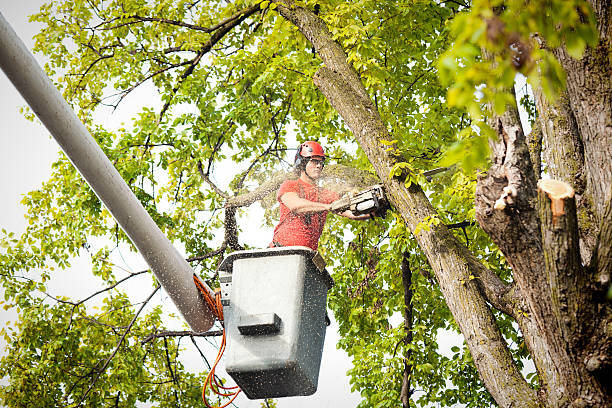 Best Tree Removal  in Riverdale, NJ