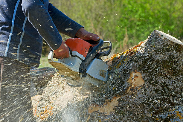 How Our Tree Care Process Works  in  Riverdale, NJ