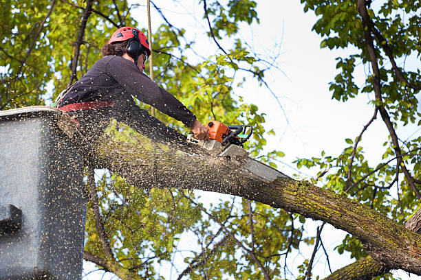 Best Emergency Tree Removal  in Riverdale, NJ