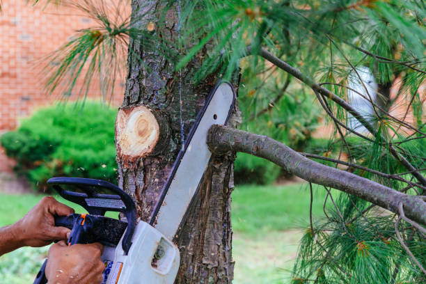 Best Firewood Processing and Delivery  in Riverdale, NJ
